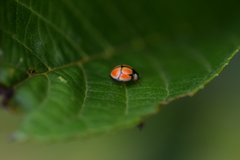 Oenopia sexareata