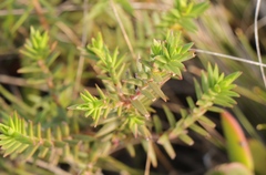 Crassula subulata fastigiata