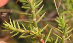 Crassula subulata fastigiata