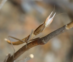 Episcopomantis chalybea
