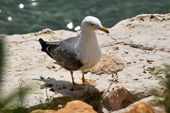 Larus michahellis
