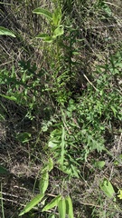 Cirsium decussatum