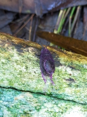Parmavitrina megastoma