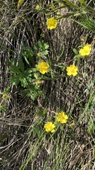 Potentilla humifusa