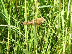Acrocephalus agricola