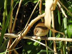 Acrocephalus agricola