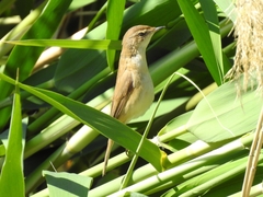 Acrocephalus agricola