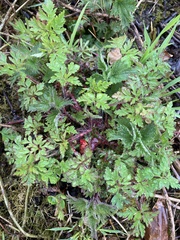 Geranium robertianum