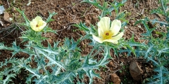 Argemone ochroleuca