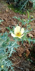 Argemone ochroleuca