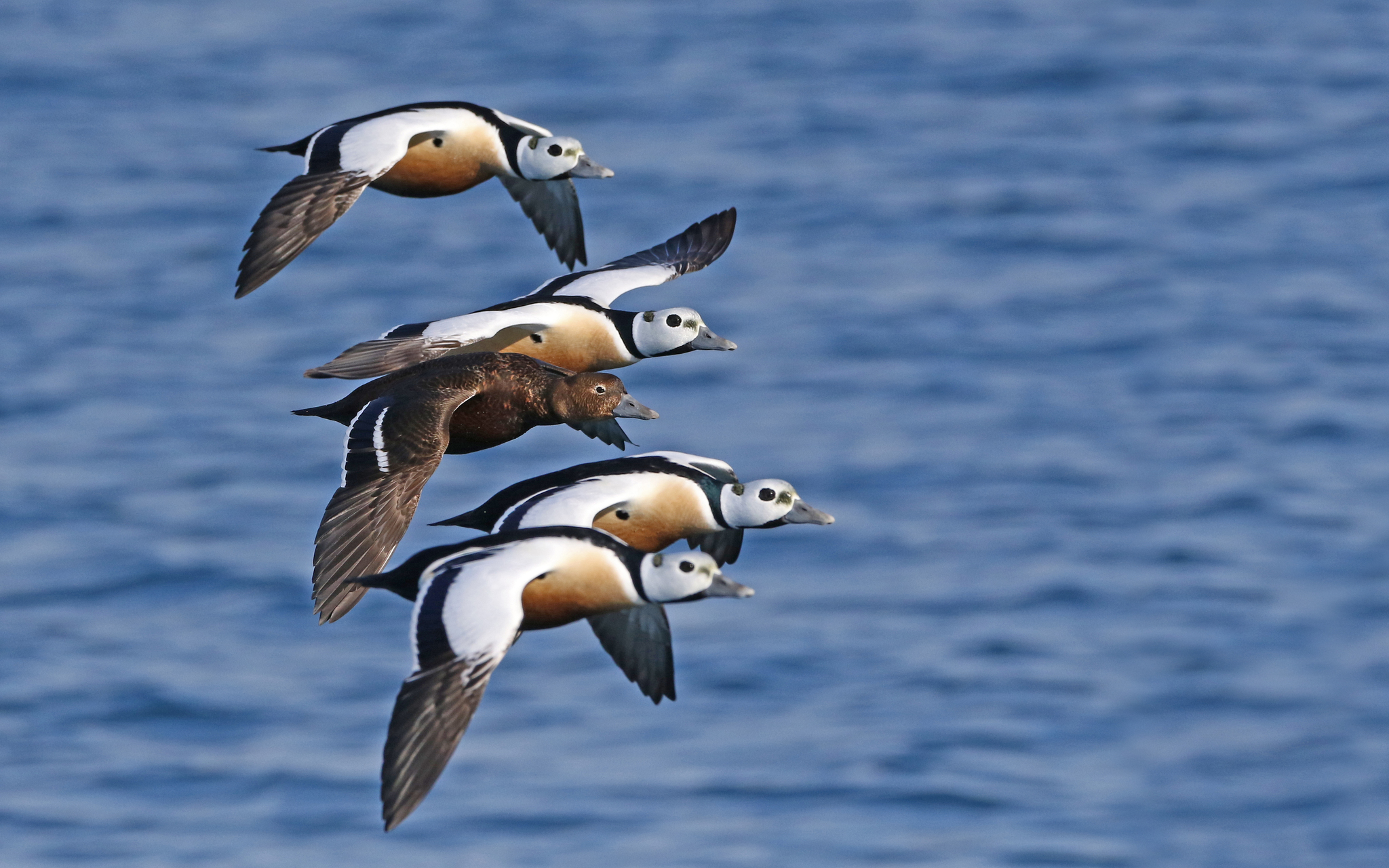 Steller's Eider (Polysticta stelleri)