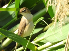 Acrocephalus agricola