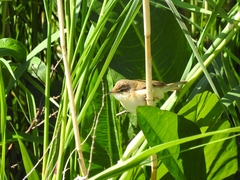 Acrocephalus agricola