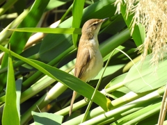 Acrocephalus agricola