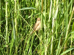 Acrocephalus agricola