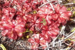 Drosera slackii