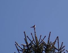 Ficedula hypoleuca