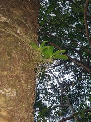 Peristeranthus hillii