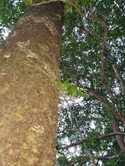 Peristeranthus hillii