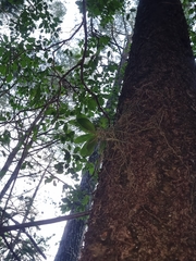 Peristeranthus hillii