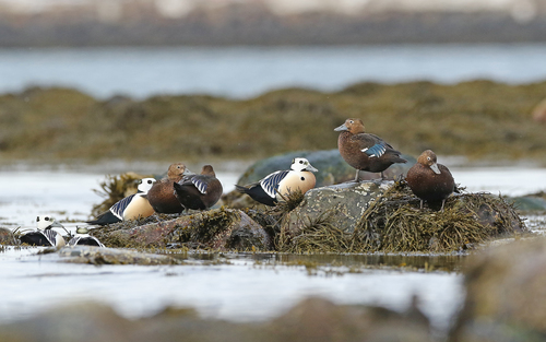 Steller's Eider, photo 5 of 10