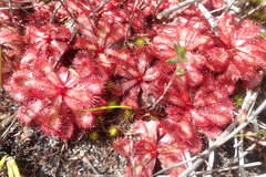 Drosera slackii