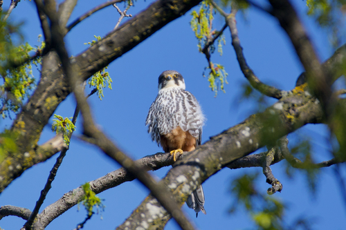 Alcotán europeo (Falco subbuteo)