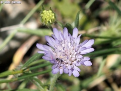 Knautia integrifolia