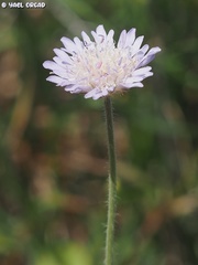 Knautia integrifolia