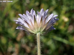 Knautia integrifolia