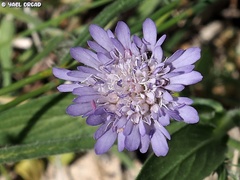 Knautia integrifolia