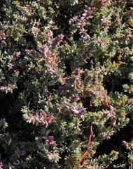 Chenolea diffusa