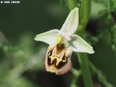Ophrys bornmuelleri