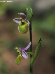 Ophrys fuciflora