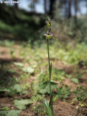 Ophrys fuciflora