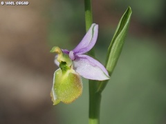 Ophrys fuciflora