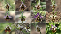 Ophrys fuciflora