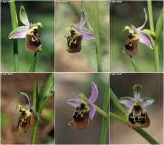 Ophrys fuciflora