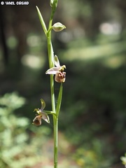 Ophrys fuciflora