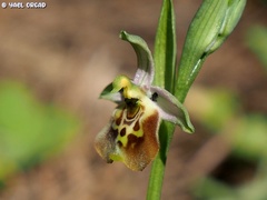 Ophrys fuciflora