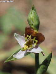 Ophrys fuciflora