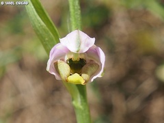 Ophrys fuciflora