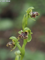 Ophrys umbilicata