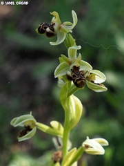 Ophrys umbilicata