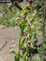 Ophrys umbilicata
