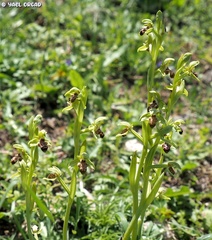 Ophrys umbilicata