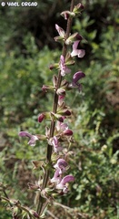 Salvia hierosolymitana