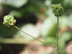 Sanguisorba minor