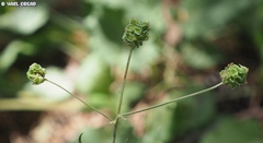 Sanguisorba minor