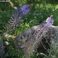 Scilla hyacinthoides